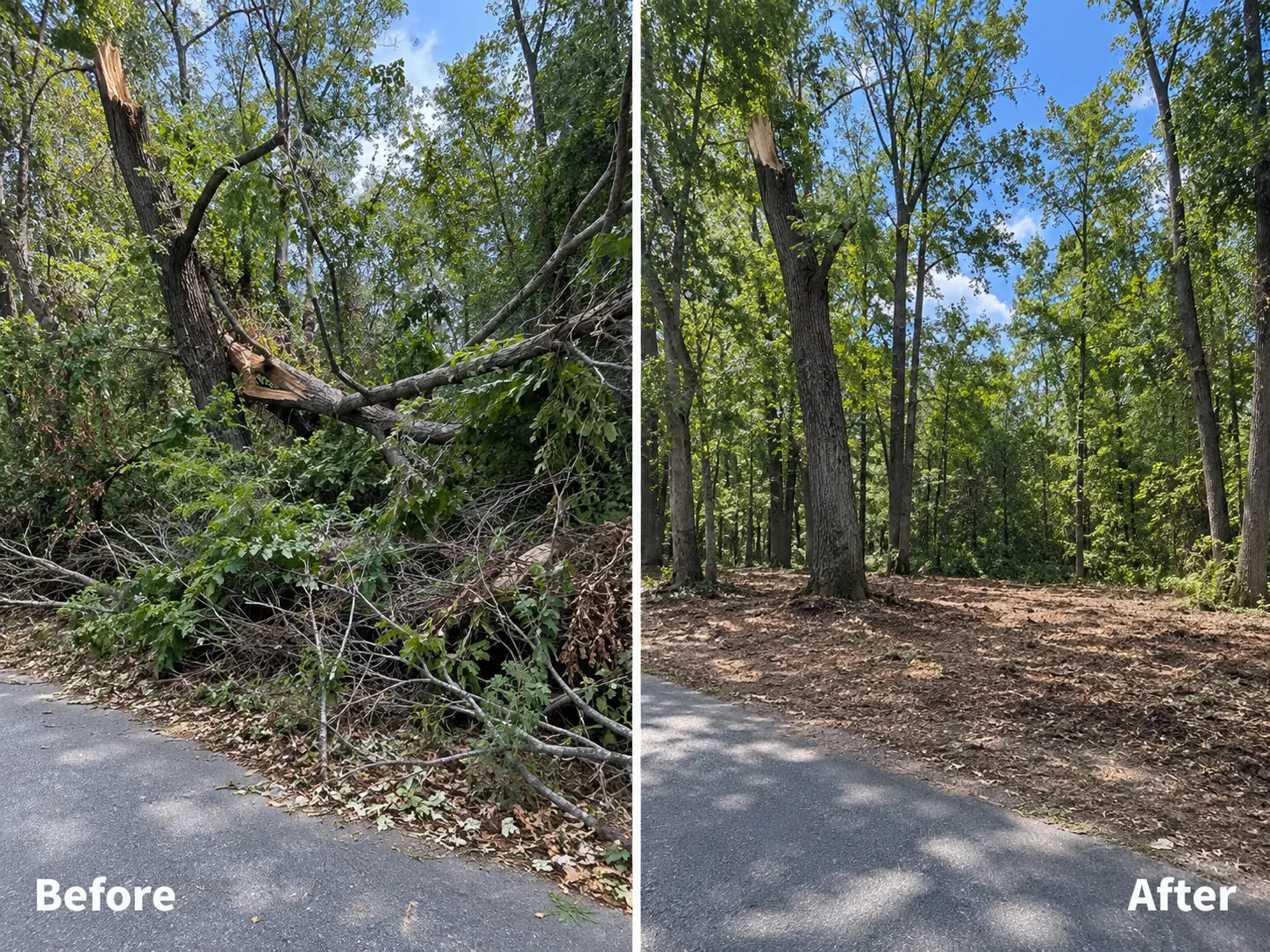 Before and after: split tree hanging over a road removed and area cleaned