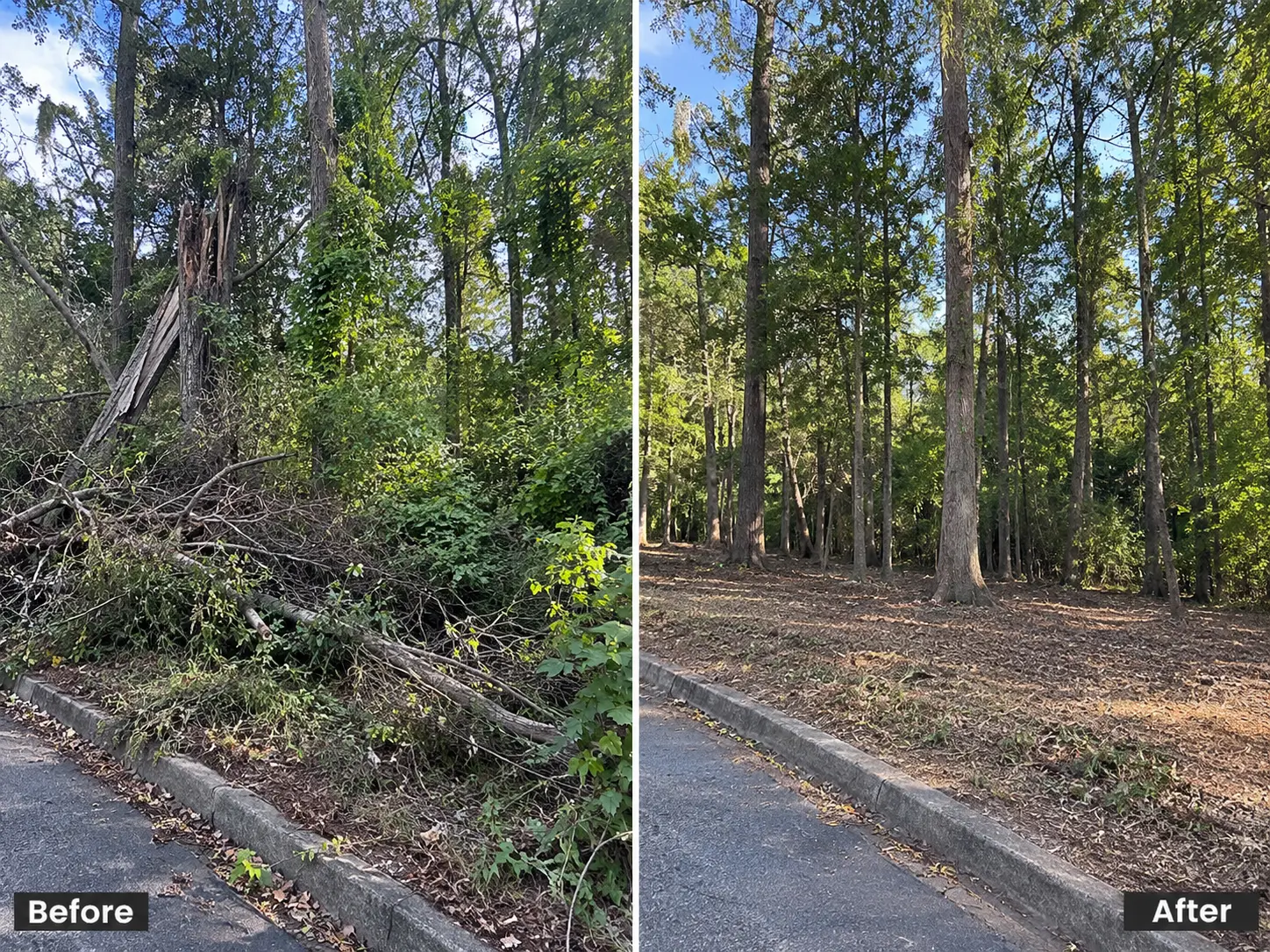 Before and after: overgrown roadside with snapped tree cleared to open woods